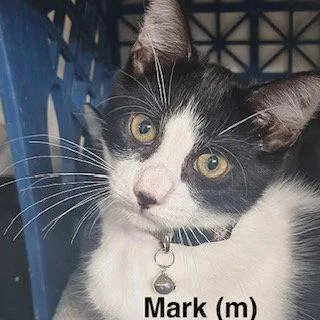Mark