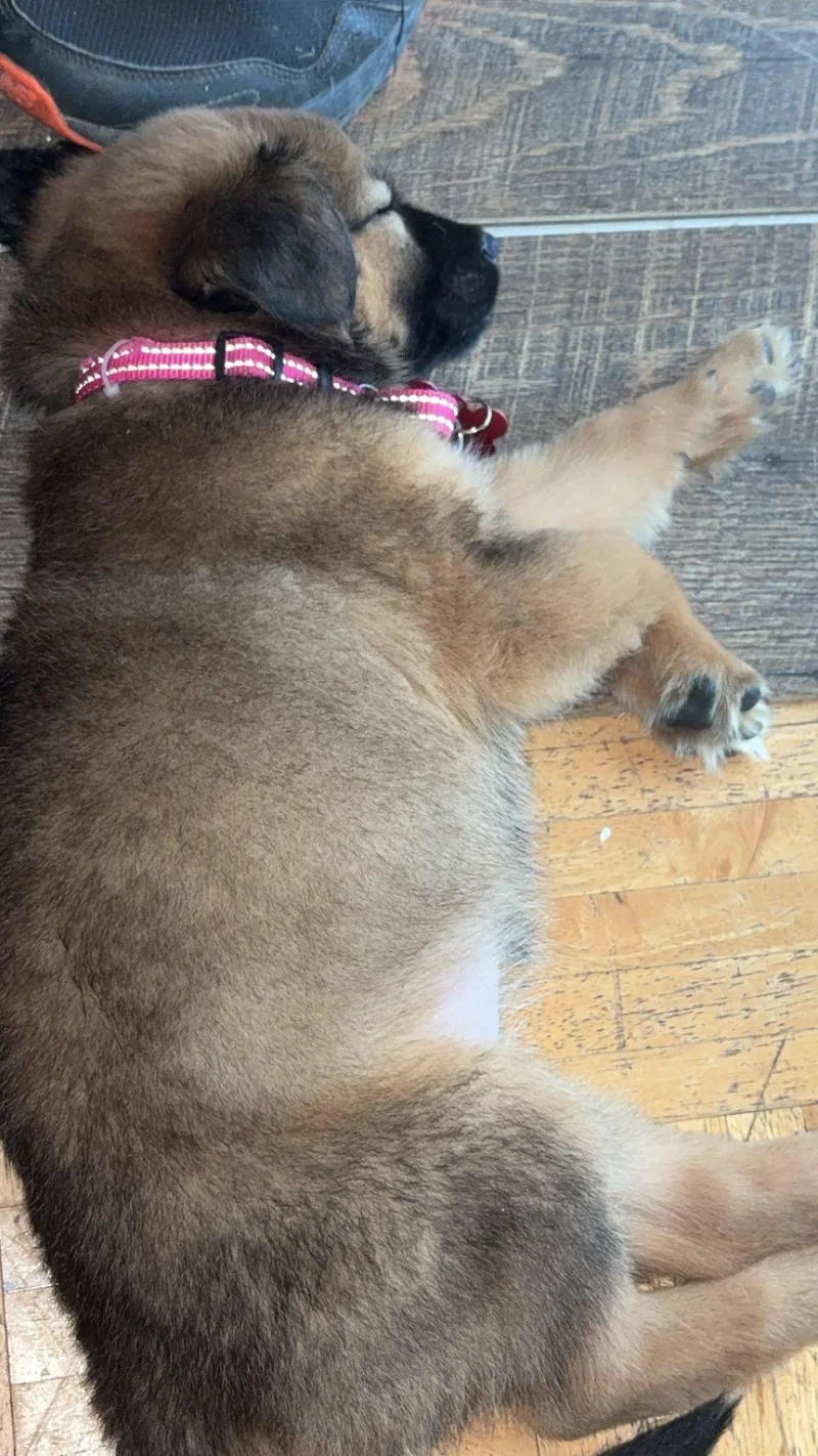 A baby medium-sized female German Shepherd Dog dog named Gina for adoption in Houston, TX