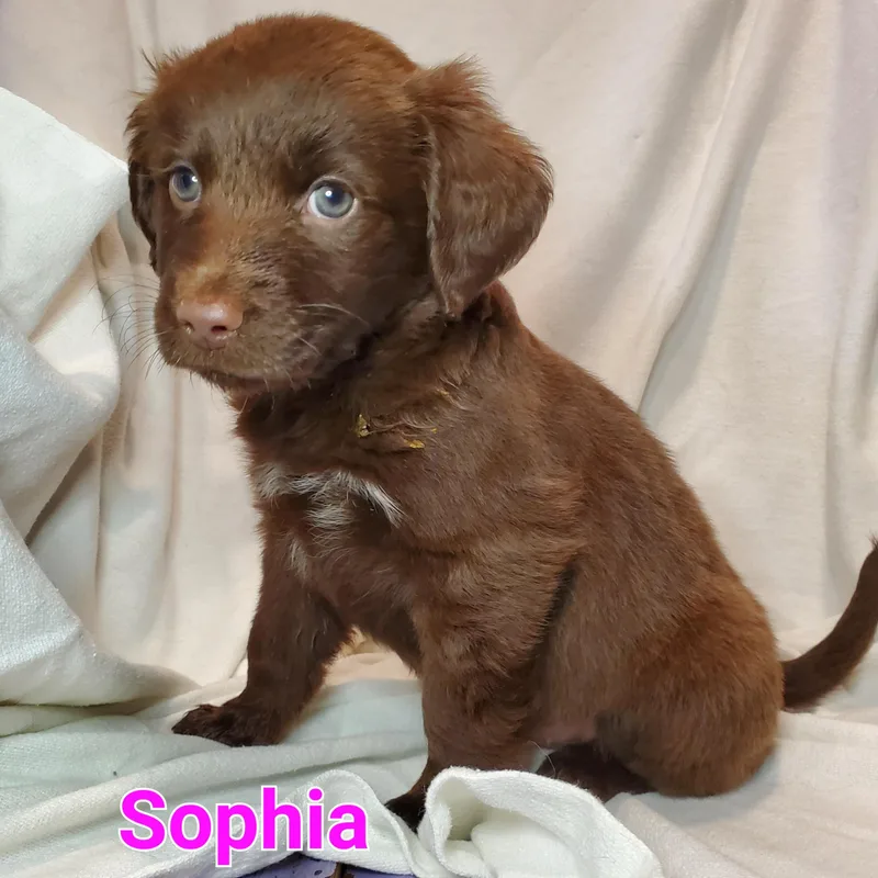 Sophia