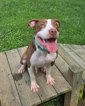 A young medium-sized male Mixed Breed dog named Steve for adoption in Point Pleasant, WV