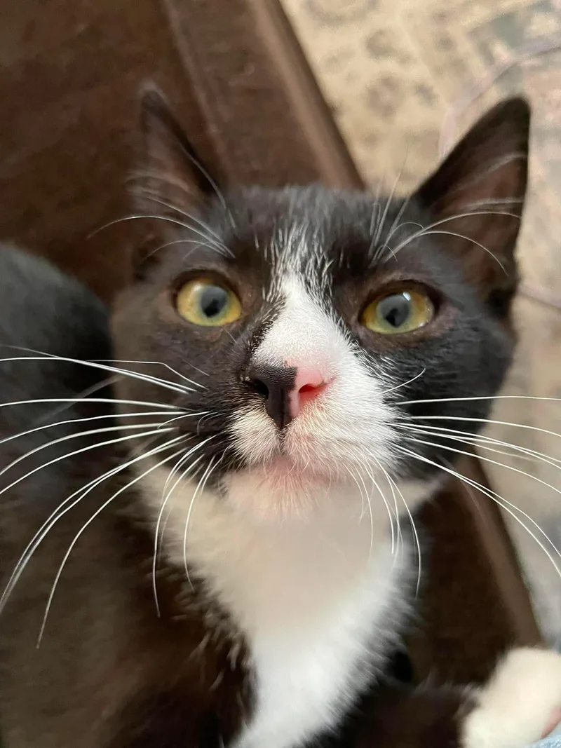 A young small-sized male Black & White / Tuxedo Domestic Short Hair cat named Tuna for adoption in Hollister, CA