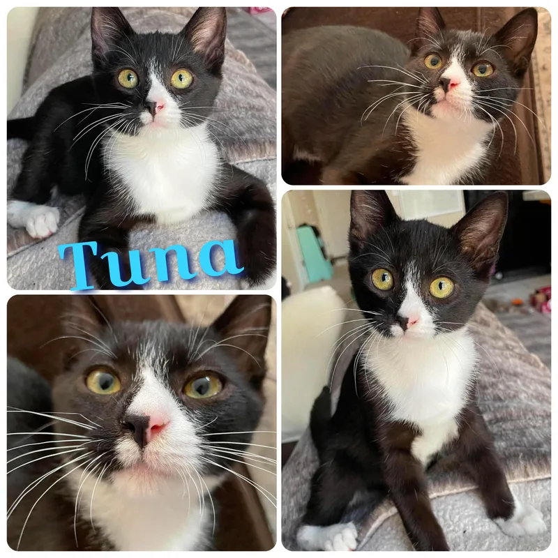Tuna thumbnail 2