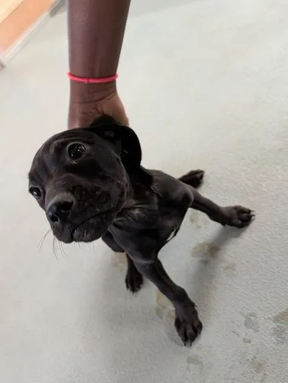 A baby small-sized male Hound dog named Bootsie for adoption in New Orleans, LA