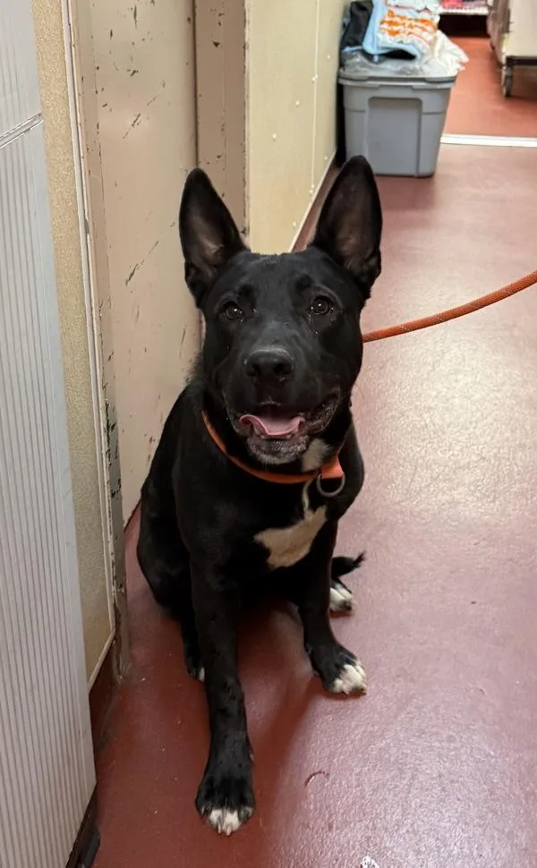 An adult large-sized male Shepherd dog named Mojo for adoption in Salisbury, MD