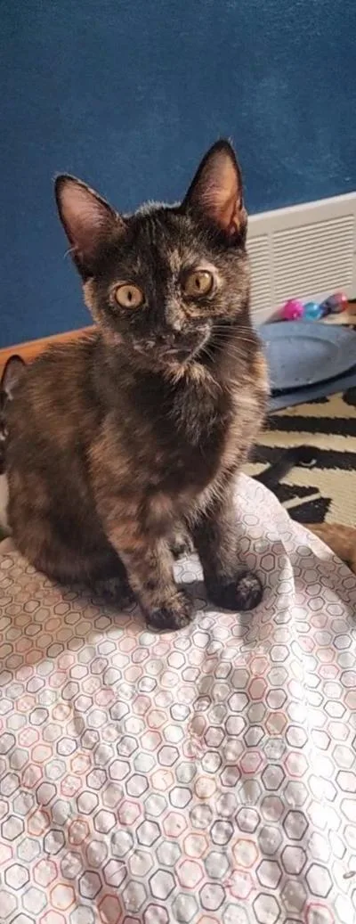 A baby medium-sized female Tortoiseshell Domestic Short Hair cat named Cheryl for adoption in Mokena, IL