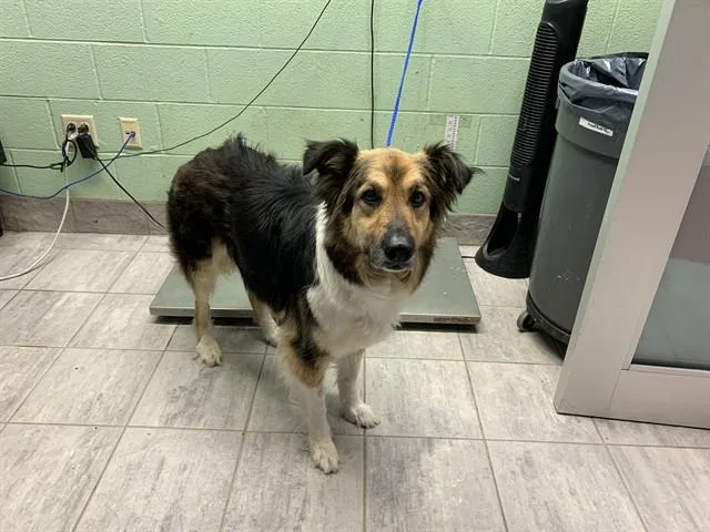 An adult large-sized female Australian Shepherd dog named Raven for adoption in Grand Prairie, TX