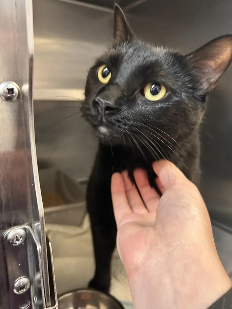 An adult medium-sized male Black Domestic Short Hair cat named Ralphie for adoption in Germanton, NC