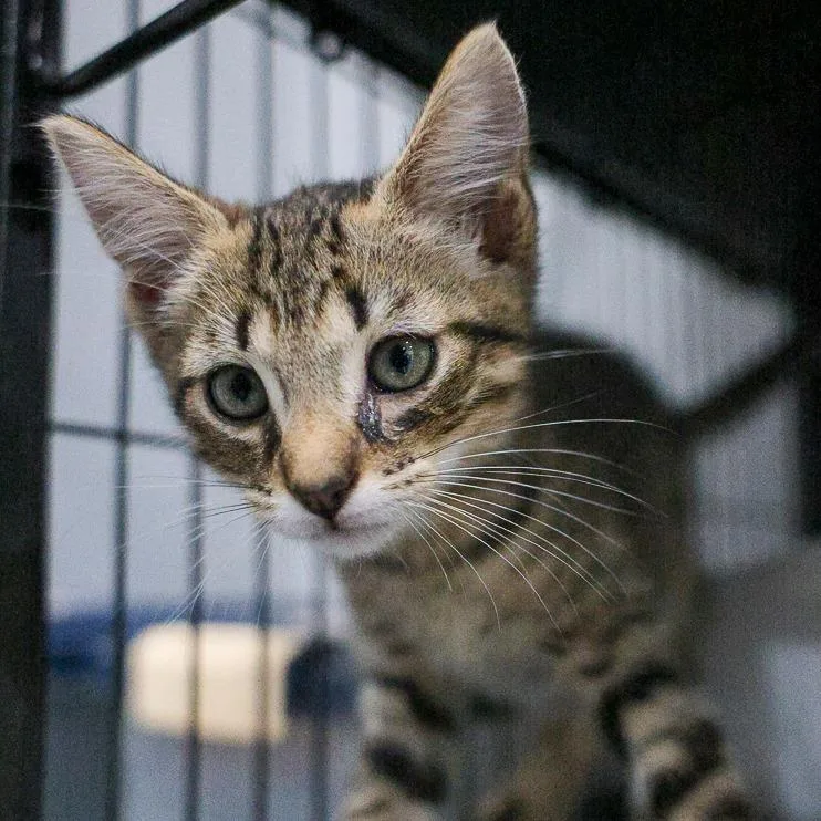 A baby small-sized male Brown / Chocolate Domestic Short Hair cat named Kool Aid for adoption in Bradenton, FL