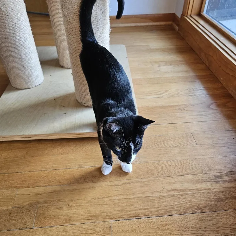 A baby medium-sized male Black & White / Tuxedo Domestic Short Hair cat named Croissant for adoption in Houston, TX