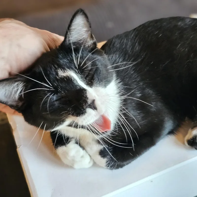 Croissant thumbnail 6