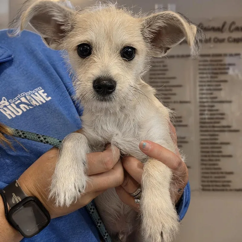 A baby small-sized male Yellow / Tan / Blond / Fawn Terrier dog named SBHStray for adoption in Santa Barbara, CA