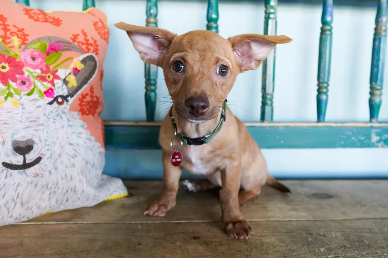 A baby small-sized female Apricot / Beige Chihuahua dog named Piper for adoption in San Antonio, TX