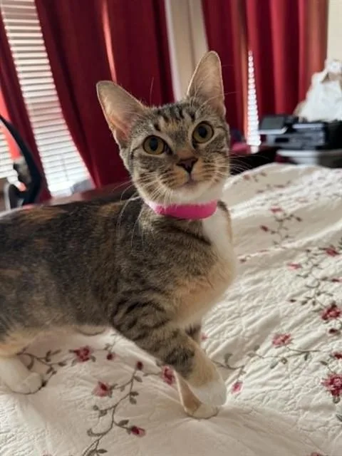 A young large-sized female Domestic Short Hair cat named Lavender for adoption in Saint Louis, MO