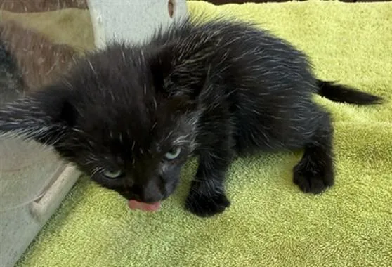 A baby small-sized female Domestic Short Hair cat named Cecile for adoption in Lancaster, CA