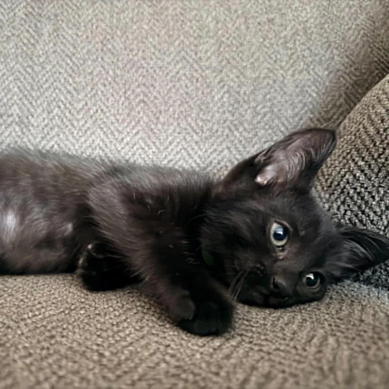 A baby small-sized female Black & White / Tuxedo Tuxedo cat named Emerald for adoption in Antioch, CA
