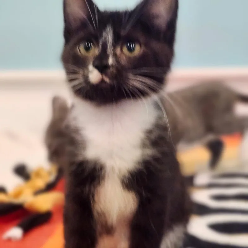 A baby small-sized male Brown / Chocolate Domestic Short Hair cat named Boo for adoption in Bel Air, MD