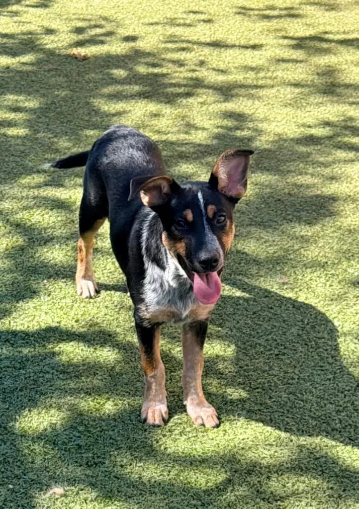 A baby medium-sized female Australian Cattle Dog / Blue Heeler dog named Feirge for adoption in Newcastle, OK
