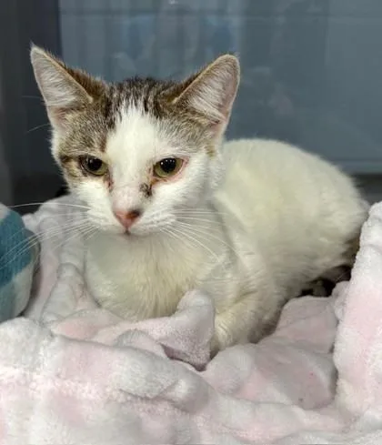 An adult medium-sized female Domestic Short Hair cat named Addie for adoption in Port Allen, LA