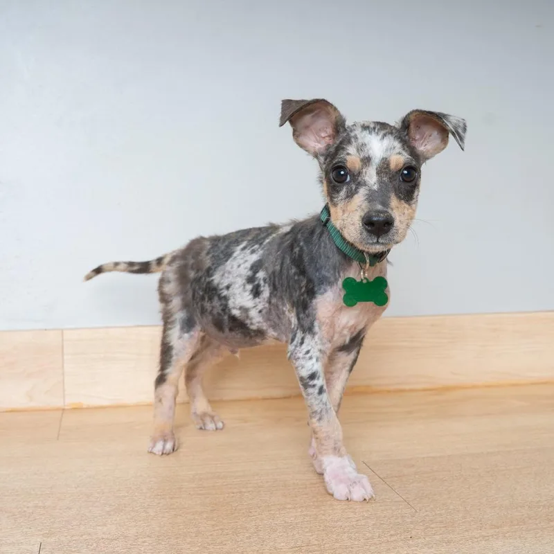 A baby small-sized male Yellow / Tan / Blond / Fawn Terrier dog named Mudpie D for adoption in Minnetonka, MN