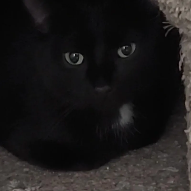 A young small-sized female Black Domestic Short Hair cat named Piper for adoption in Evansville, IN
