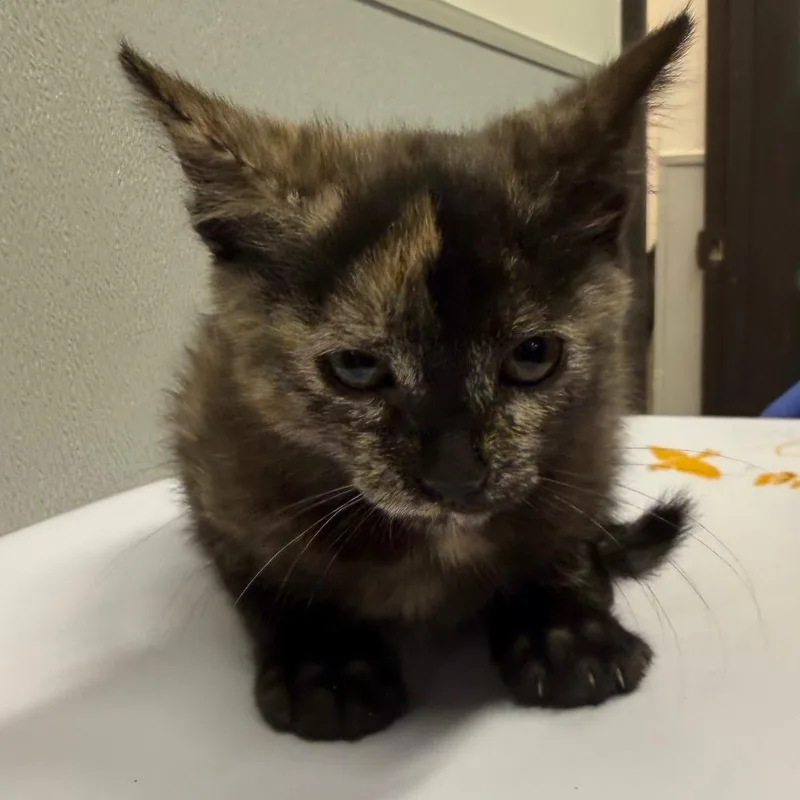 A baby small-sized female Buff / Tan / Fawn Domestic Short Hair cat named Stella for adoption in Clearwater, FL