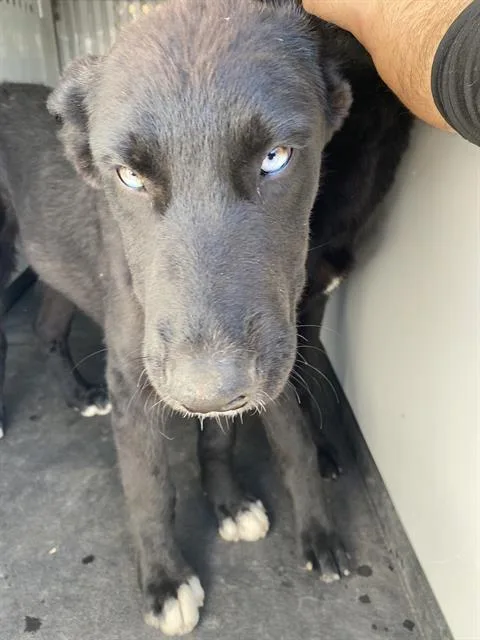 A baby medium-sized male Black Shepherd dog named Shadow  Urgent And for adoption in Thousand Oaks, CA