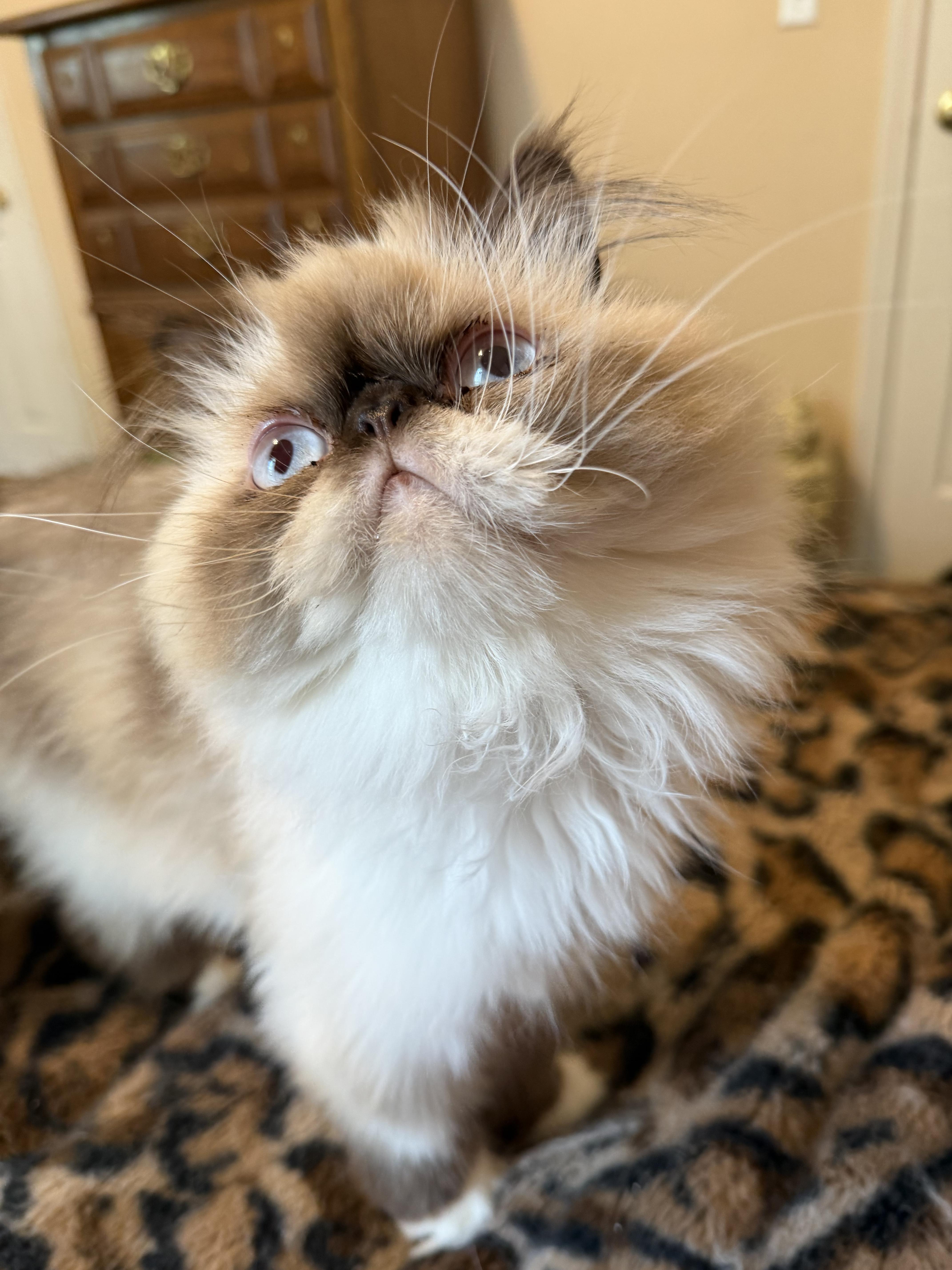 A young medium-sized male Seal Point Himalayan cat named Bailey for adoption in Indianapolis, IN