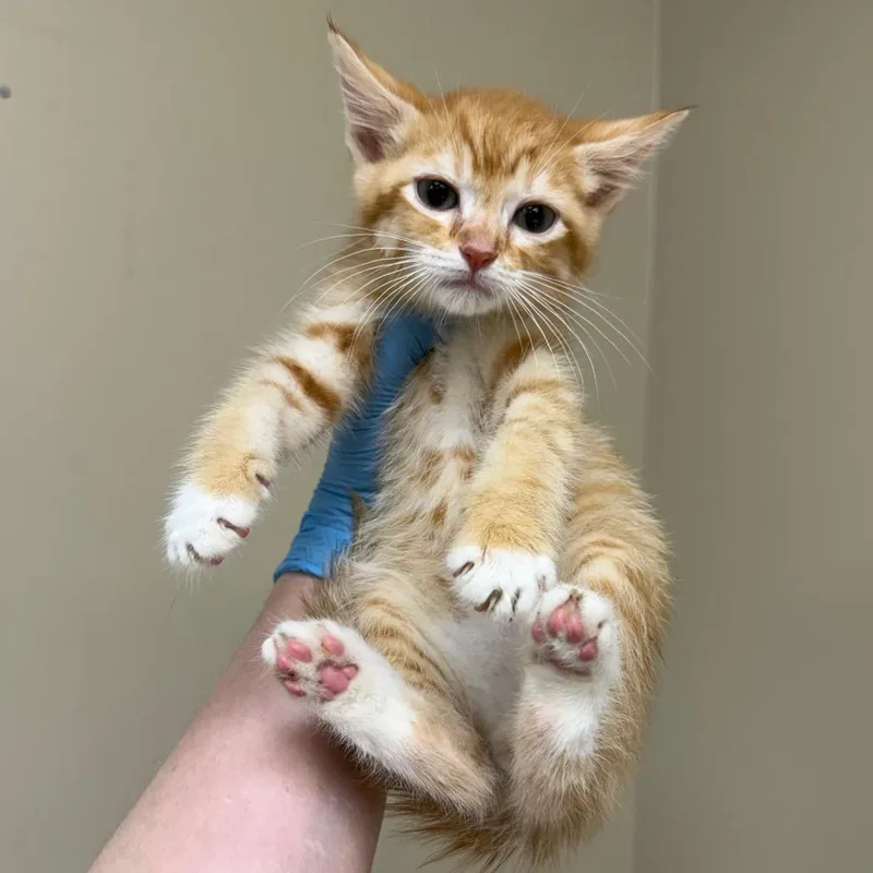 A baby small-sized male Orange / Red Domestic Short Hair cat named Jedi for adoption in Birmingham, AL