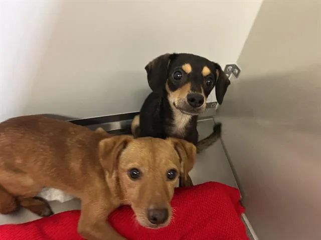 A young small-sized female Chihuahua dog named Flora for adoption in Modesto, CA