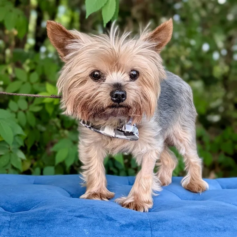 A senior small-sized male Gray / Blue / Silver Yorkshire Terrier dog named Dj for adoption in Covington, GA