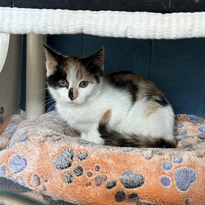 A baby medium-sized female Calico Domestic Short Hair cat named Merida for adoption in Ely, MN
