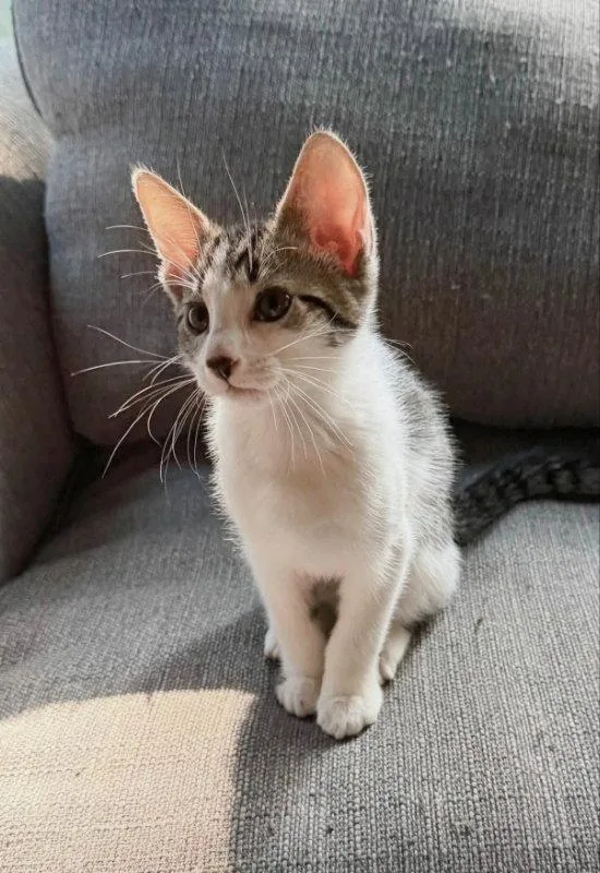 A young medium-sized male Domestic Short Hair cat named Frodo for adoption in Knoxville, TN