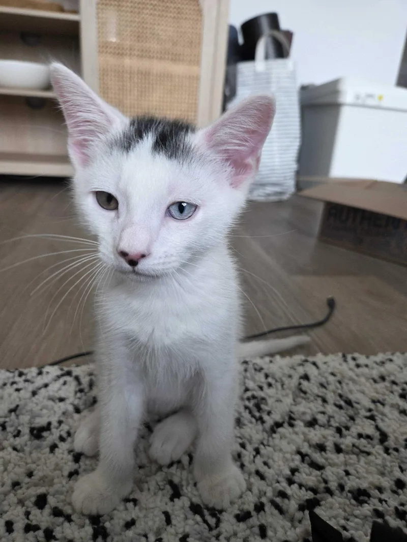 Marble Cake thumbnail 2