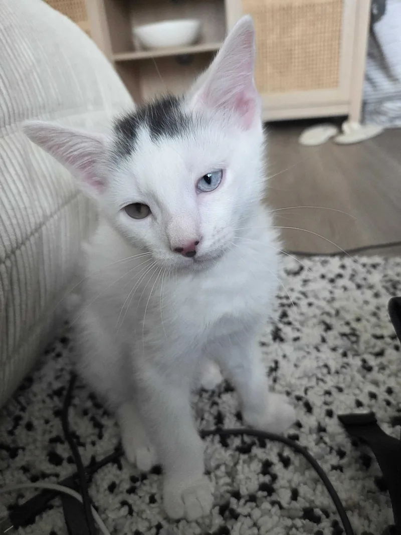 Marble Cake thumbnail 3