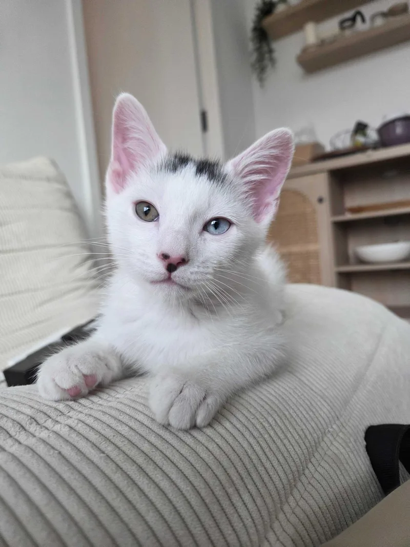 A baby small-sized male Black & White / Tuxedo Domestic Short Hair cat named Marble Cake for adoption in Long Island City, NY
