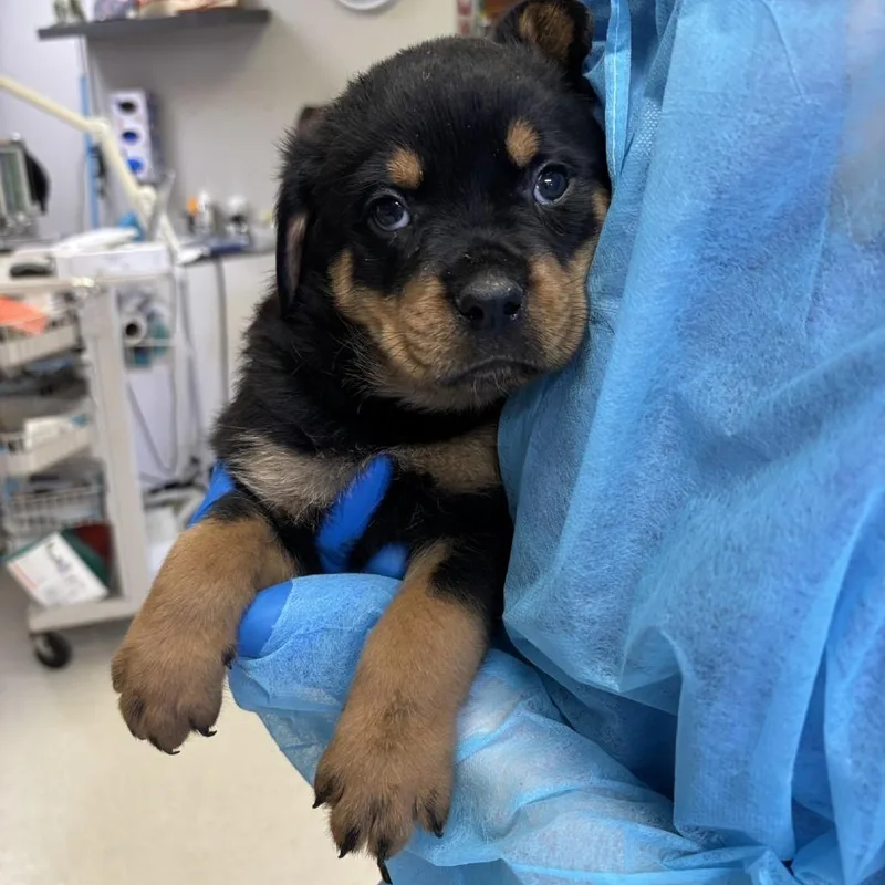 A baby small-sized male Black Mixed Breed dog named Benjamin for adoption in Indianapolis, IN