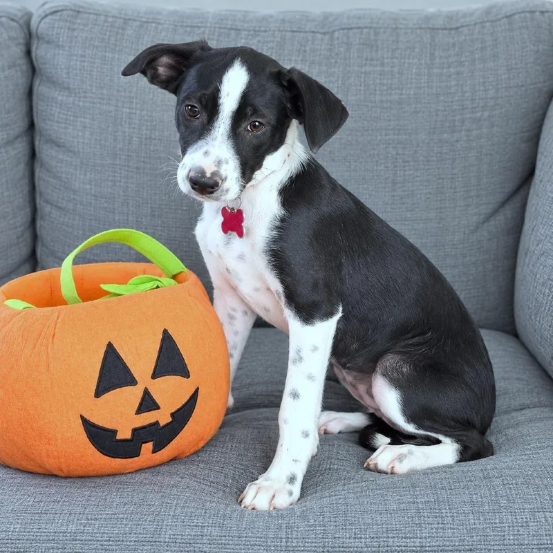 A baby small-sized female Black Chihuahua dog named Vida for adoption in Boerne, TX