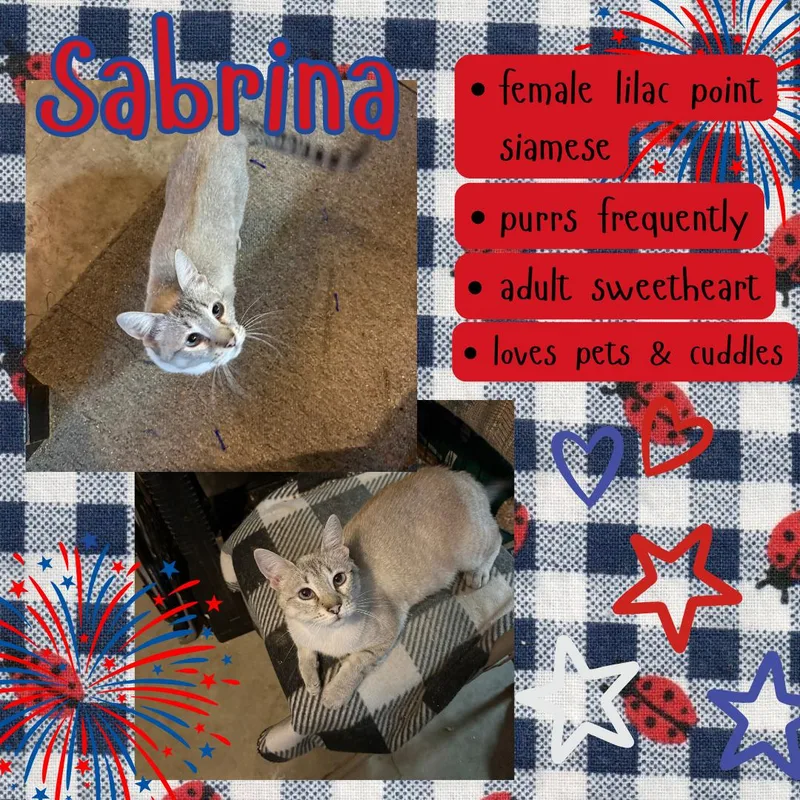 An adult medium-sized female Lilac Point Siamese cat named Sabrina for adoption in Hollister, CA