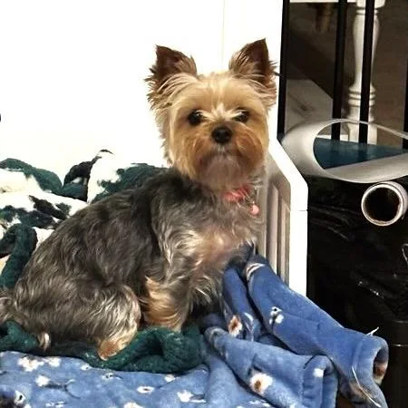 An adult small-sized female Yorkshire Terrier dog named Cony for adoption in Chantilly, VA
