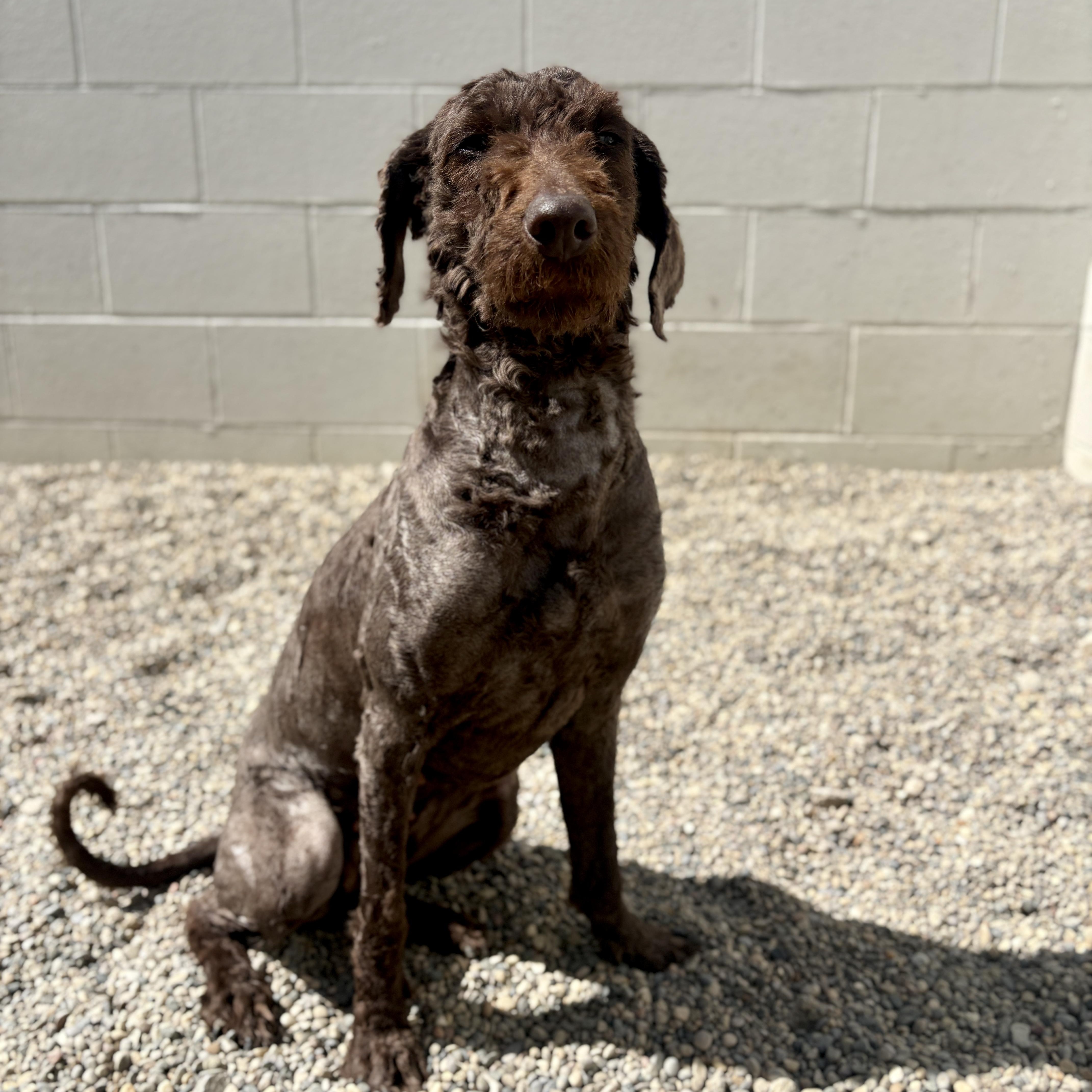 A young medium-sized female Brown / Chocolate Poodle dog named Bessy for adoption in Detroit, MI