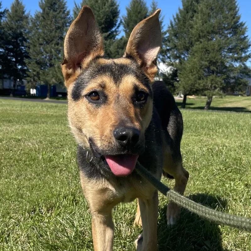 An adult medium-sized female Black German Shepherd Dog dog named Quinn for adoption in Allegan, MI
