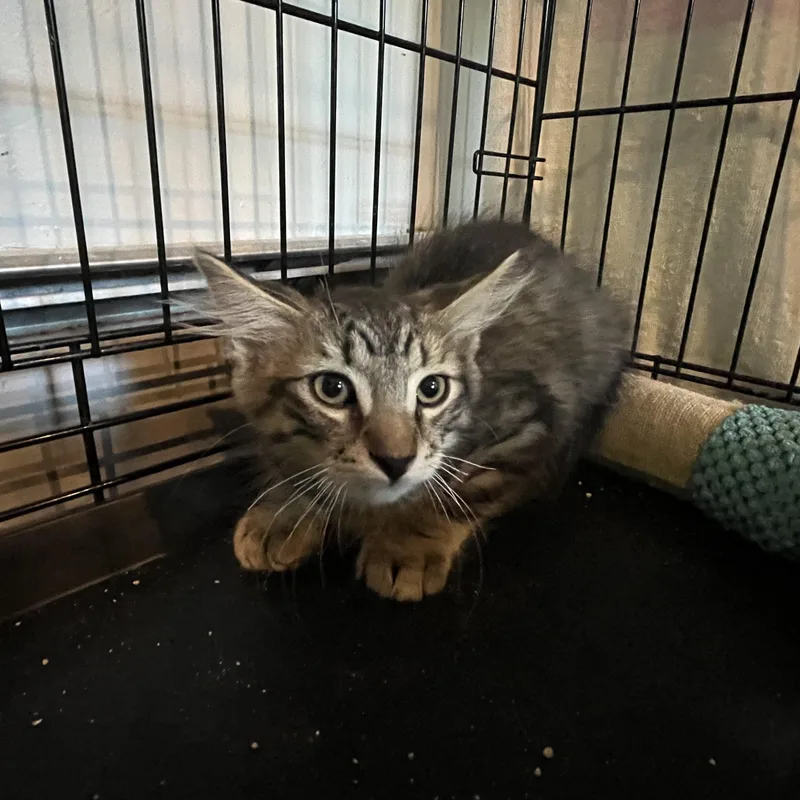 A baby small-sized male Tabby (Brown / Chocolate) Domestic Medium Hair cat named Jesse for adoption in Salisbury, MA