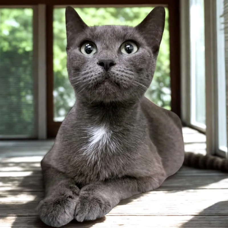 An adult medium-sized female Gray / Blue / Silver Domestic Short Hair cat named Purrina for adoption in Austin, TX