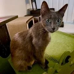 Purrina thumbnail 3
