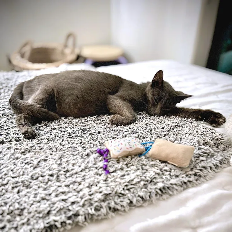 Purrina thumbnail 4