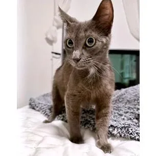 Purrina thumbnail 5