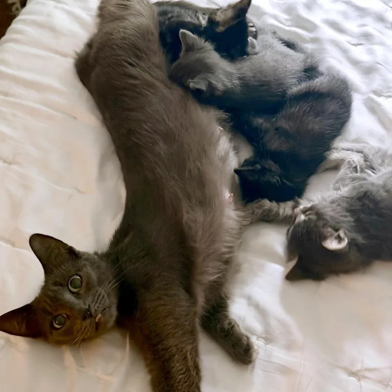 Purrina thumbnail 6