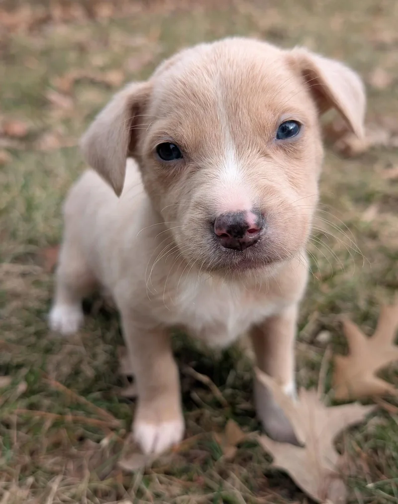 A baby medium-sized male Australian Cattle Dog / Blue Heeler dog named Aidan for adoption in Brooklyn Center, MN