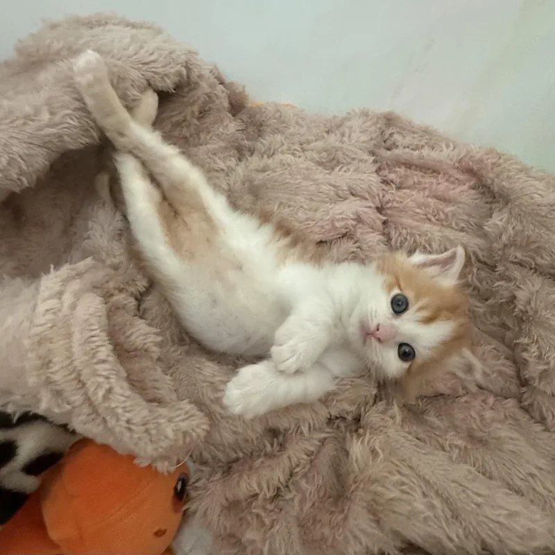 A baby medium-sized male Domestic Short Hair cat named My Best Friend Dan for adoption in Columbia, SC