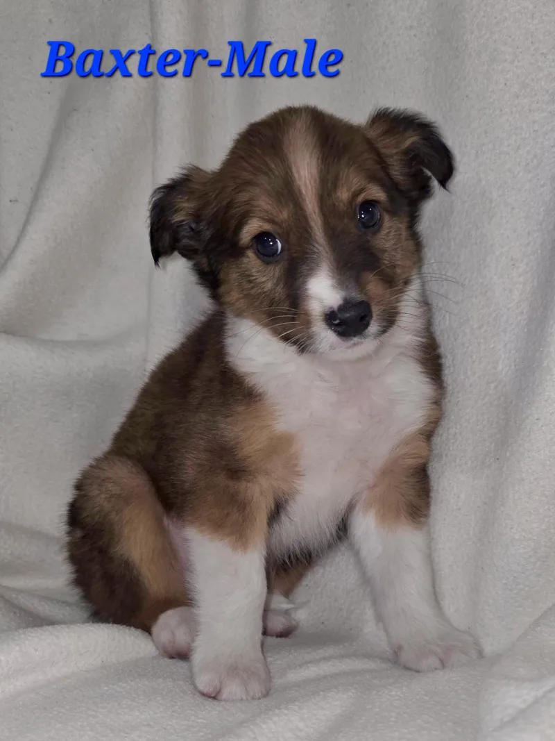 Bailey And Her Siblings